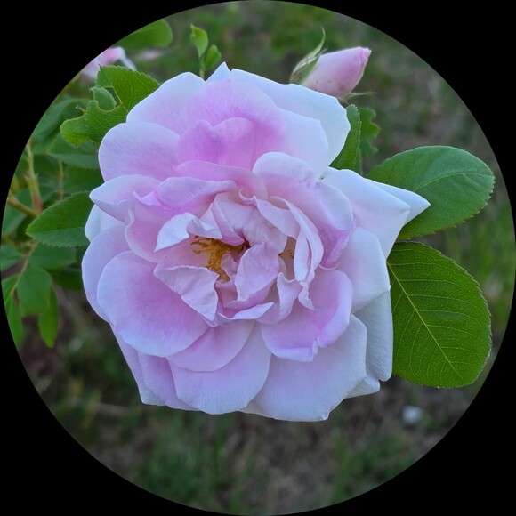diana11374
